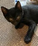A baby medium-sized male Domestic Short Hair cat named Sable for adoption in Heathsville, VA