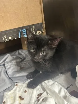 A baby small-sized female Domestic Short Hair cat named Brussell for adoption in Largo, FL