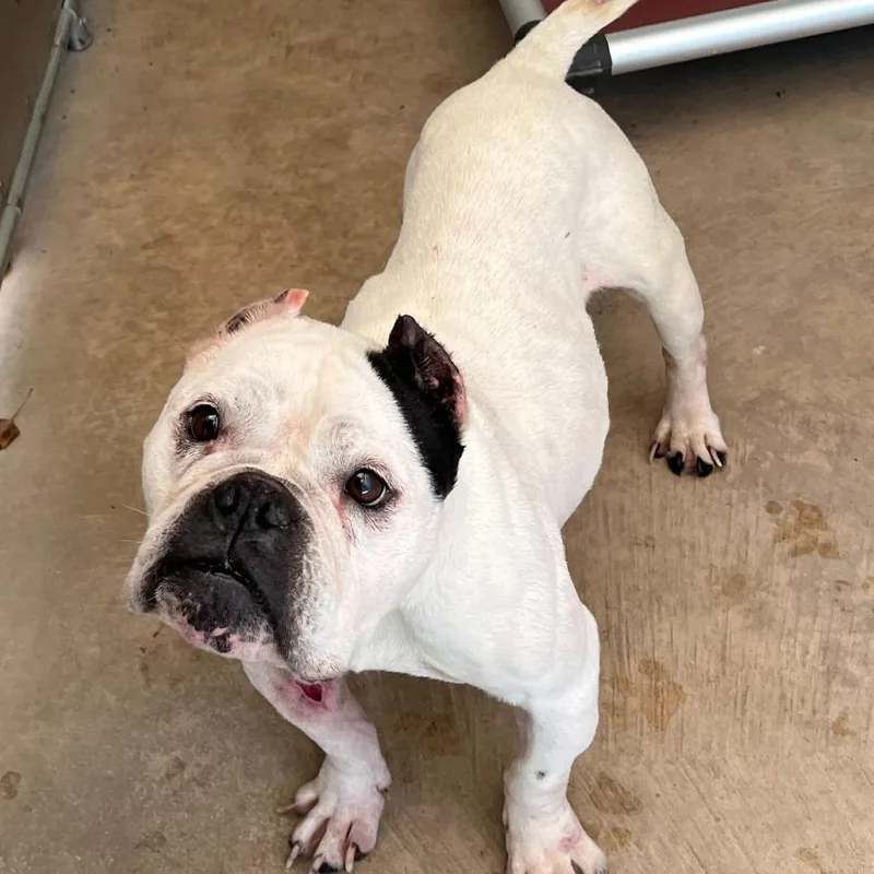 An adult medium-sized female White / Cream English Bulldog dog named Montstray for adoption in Perkiomenville, PA