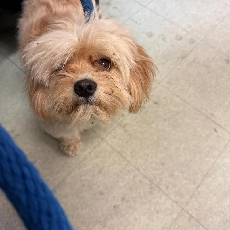 An adult small-sized male Yellow / Tan / Blond / Fawn Cockapoo dog named Scruffy for adoption in Philadelphia, PA