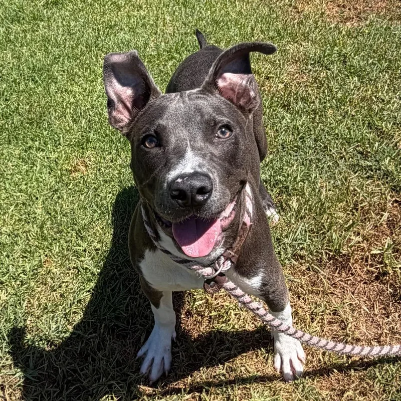 A young medium-sized male Gray / Blue / Silver Pit Bull Terrier dog named Crew for adoption in Hawthorne, CA