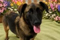 An adult medium-sized male Mixed Breed dog named Saffron for adoption in West Chester, PA