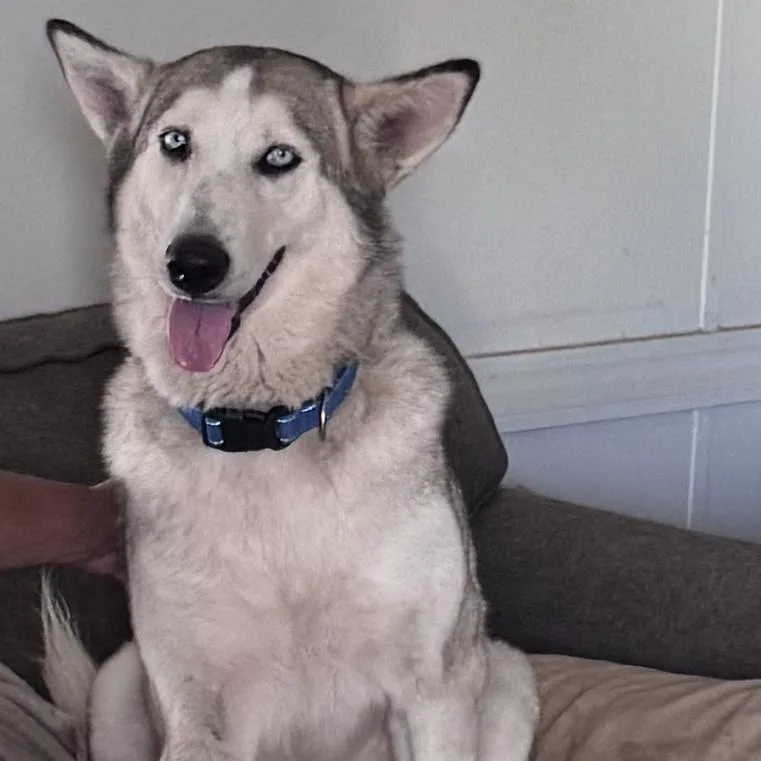 An adult medium-sized female Black Husky dog named Lolly for adoption in Weslaco, TX