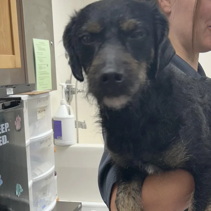 An adult medium-sized male Black Dachshund dog named Leonard for adoption in Starkville, MS