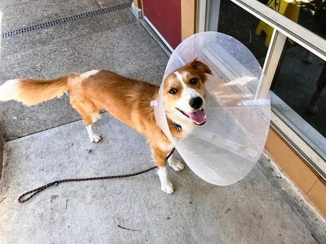 A young medium-sized male Border Collie dog named Jammies for adoption in Palo Alto, CA