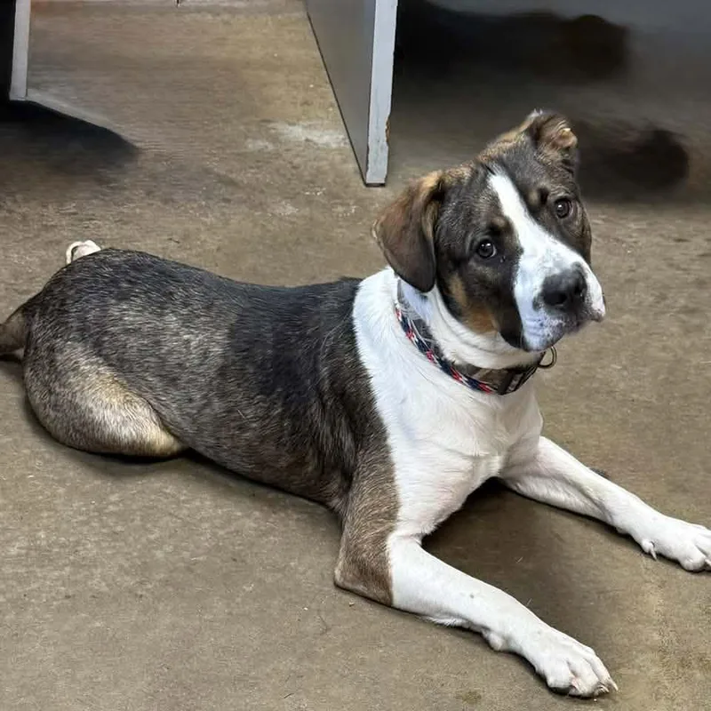 A young medium-sized male White / Cream Pit Bull Terrier dog named Asher for adoption in Cadiz, OH