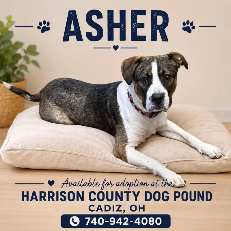 Asher thumbnail 2