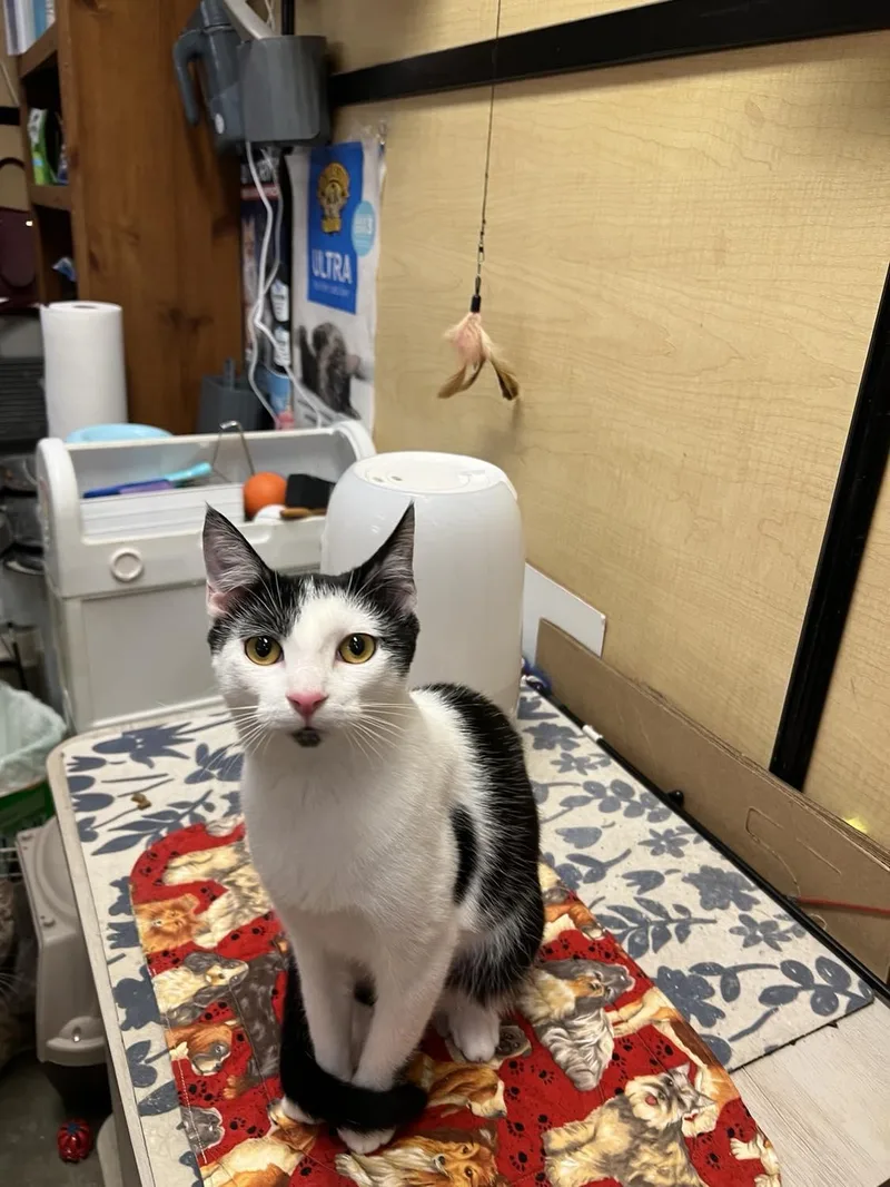 A young medium-sized female Domestic Short Hair cat named Gazelle for adoption in Camden, SC
