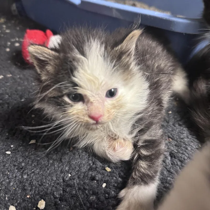 A baby small-sized male Domestic Medium Hair cat named Vector for adoption in South Haven, MI