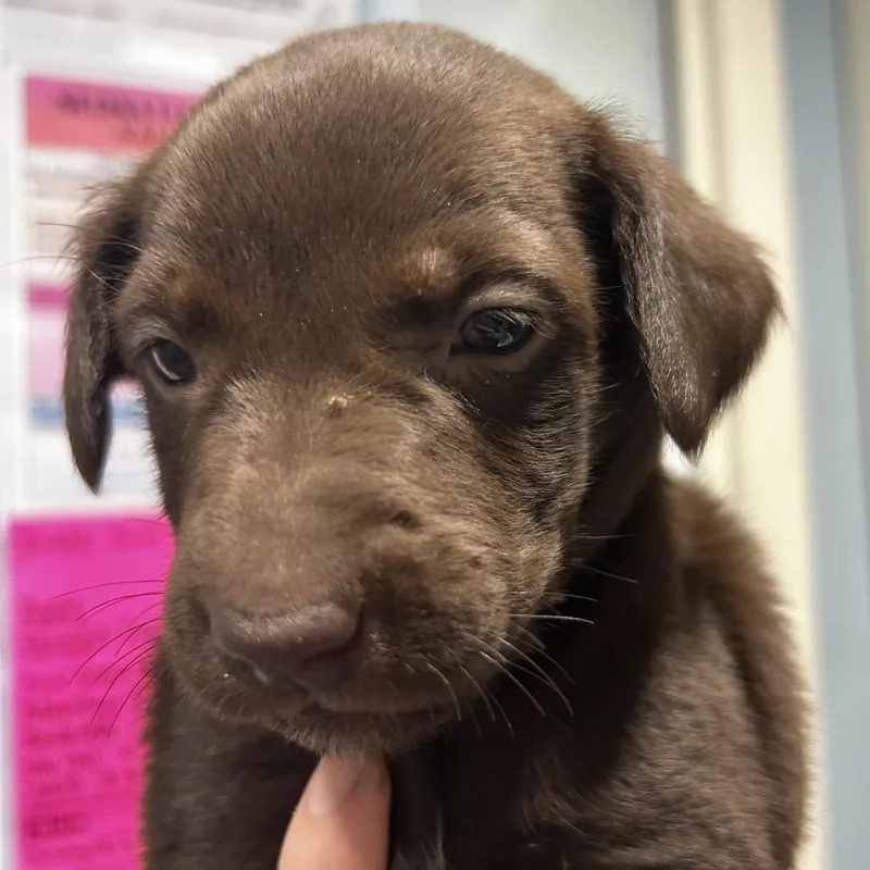 A baby small-sized female Brown / Chocolate Mixed Breed dog named Piper for adoption in Chattanooga, TN