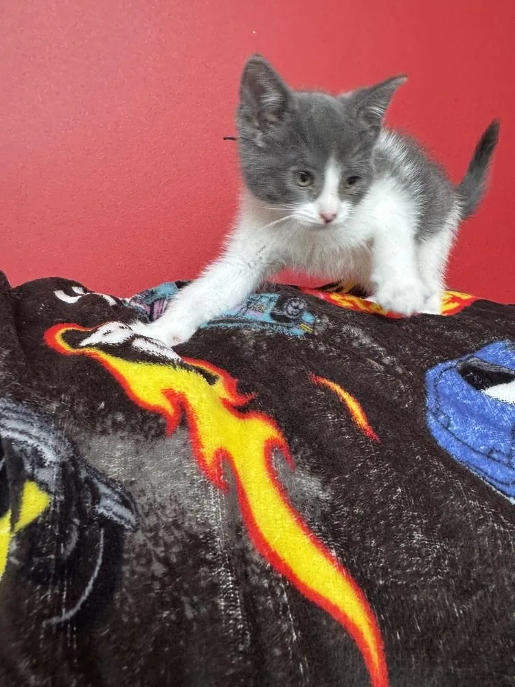 A baby medium-sized male Gray & White Domestic Short Hair cat named Corlys for adoption in Clinton Township, MI