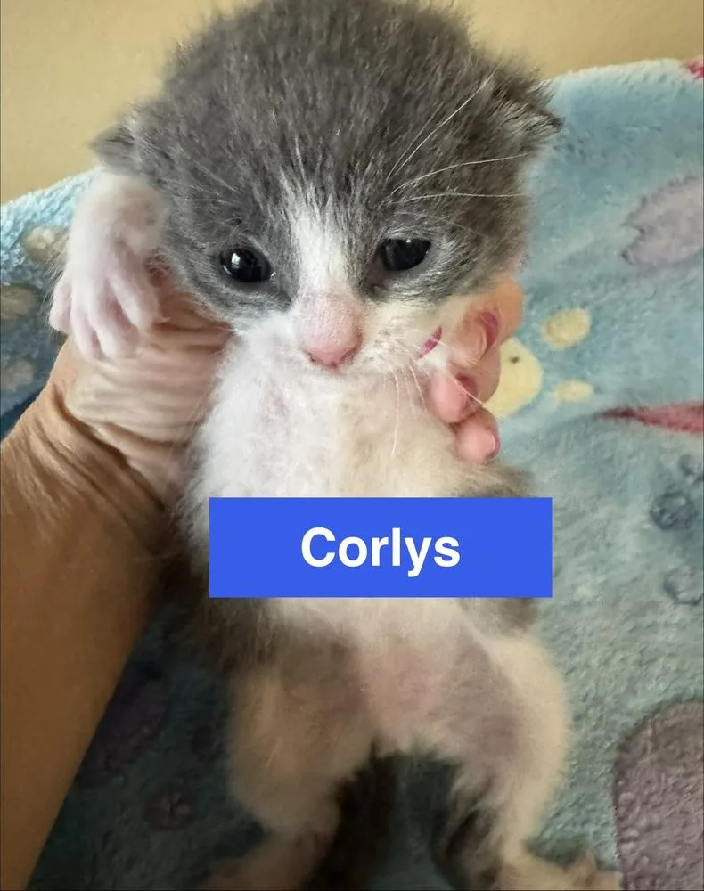 Corlys thumbnail 2