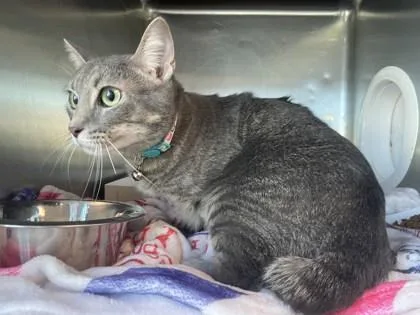 An adult large-sized female Brown / Chocolate Domestic Short Hair cat named Olivia for adoption in El Paso, TX