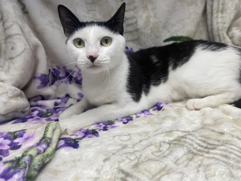 An adult medium-sized female Black & White / Tuxedo Domestic Short Hair cat named Elvira for adoption in Edinburg, VA