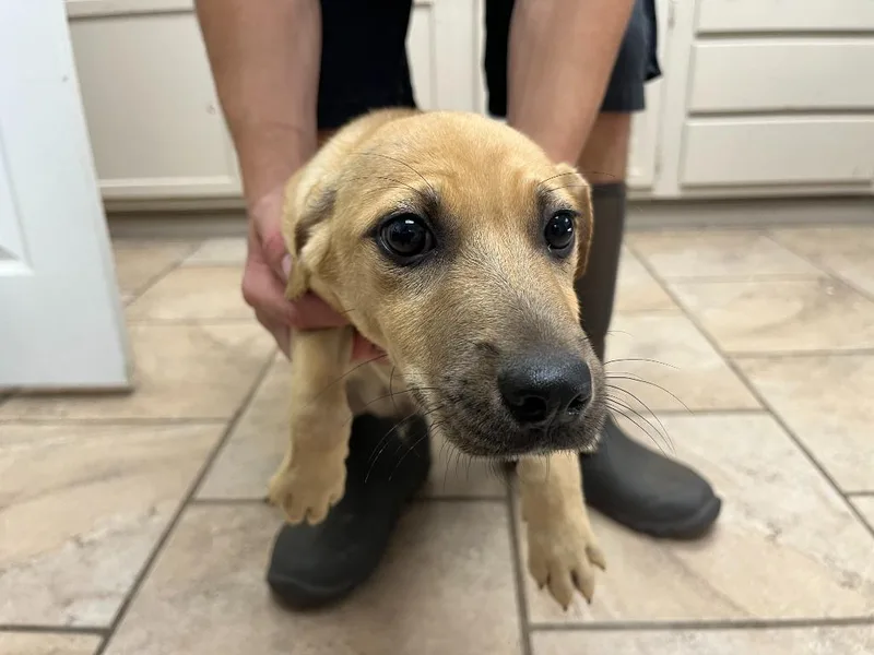 A baby medium-sized female Shepherd dog named Cheetah for adoption in Batesville, AR