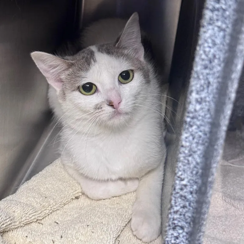 An adult medium-sized female White Domestic Short Hair cat named Stevie for adoption in Brookfield, WI