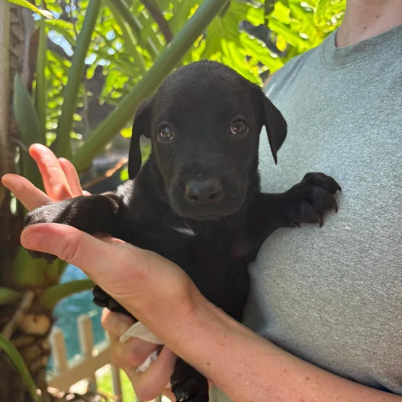 A baby large-sized male Black Doberman Pinscher dog named Radar Costa Mesa Location for adoption in Chino Hills, CA