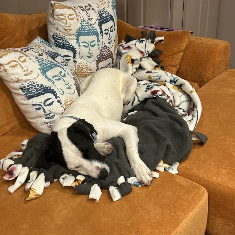 A young small-sized female White / Cream Spaniel dog named Snoopie D for adoption in Minnetonka, MN