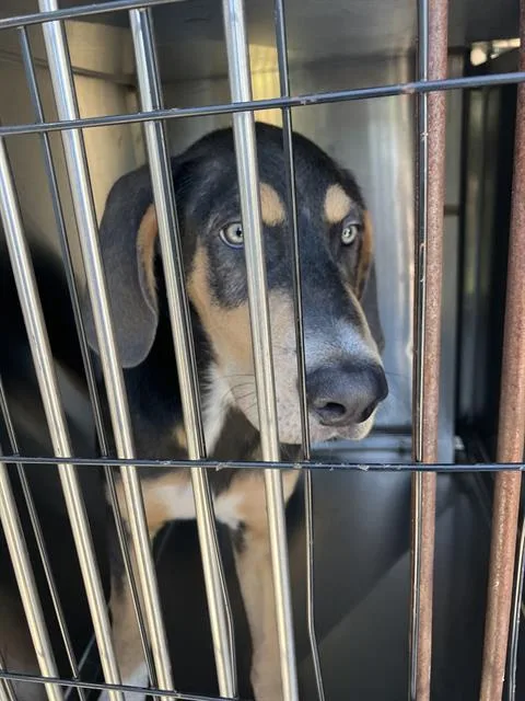 A baby large-sized male Mixed Breed dog named Hercules for adoption in Dallas, TX