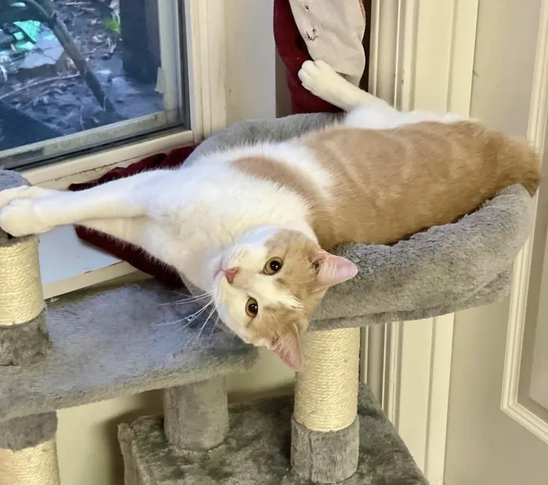 An adult medium-sized male Orange & White Domestic Short Hair cat named Mustard for adoption in Chicago, IL