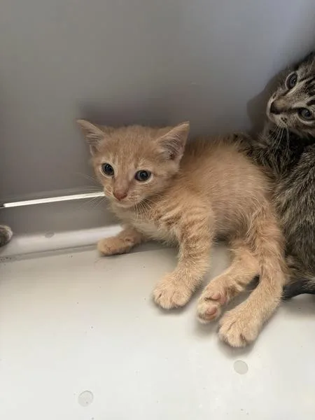 A baby small-sized male Domestic Short Hair cat named Kc for adoption in Lawrenceville, GA
