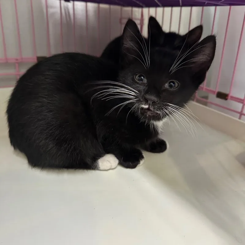 A baby small-sized male Domestic Short Hair cat named Frodo for adoption in Priest River, ID