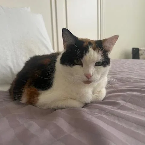 A senior medium-sized female White Domestic Short Hair cat named Sammi for adoption in Lambertville, NJ