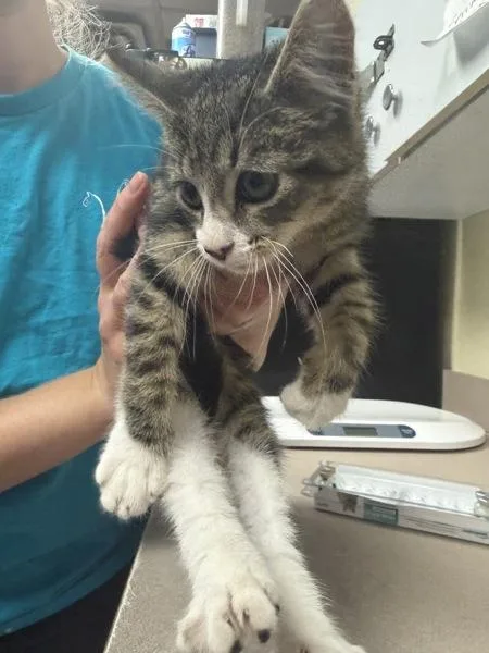 A baby small-sized male Domestic Short Hair cat named Flip Flop for adoption in Salisbury, MD