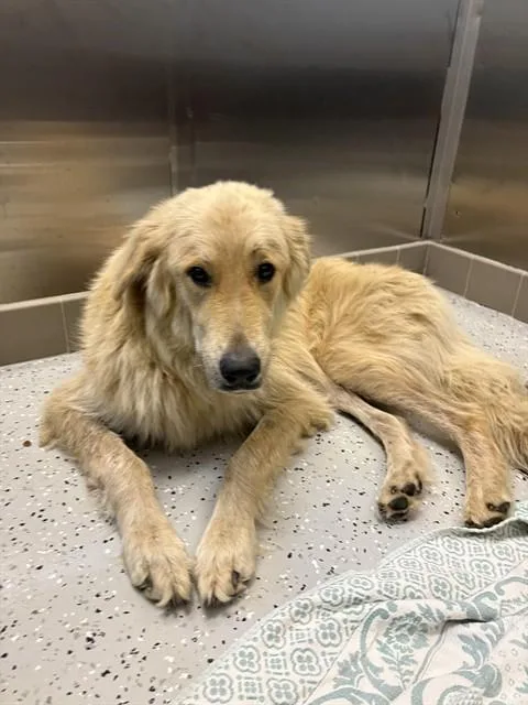 An adult large-sized male Great Pyrenees dog named Cam for adoption in Forney, TX