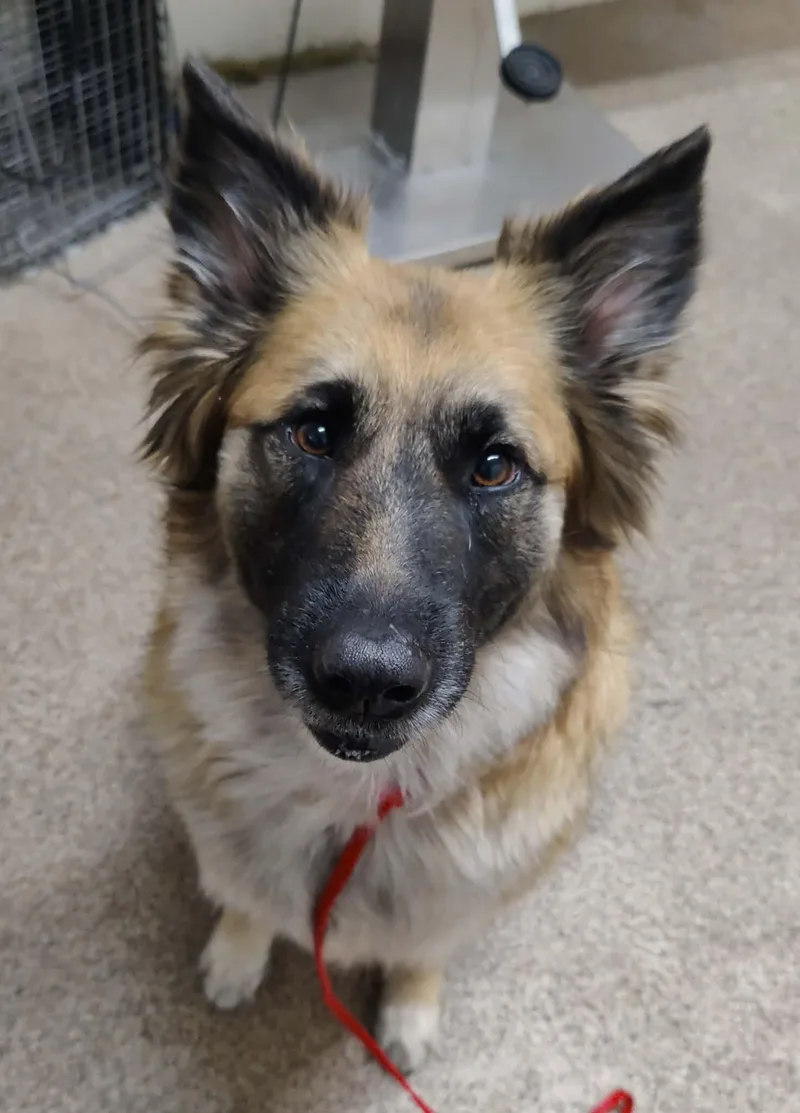 An adult medium-sized female Red / Chestnut / Orange German Shepherd Dog dog named Kona for adoption in Fruit Heights, UT