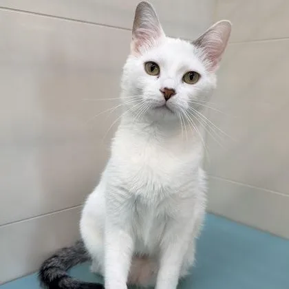 An adult medium-sized female White Domestic Short Hair cat named Cutie Cat for adoption in Santa Cruz, CA