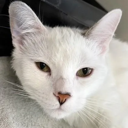 Cutie Cat thumbnail 2