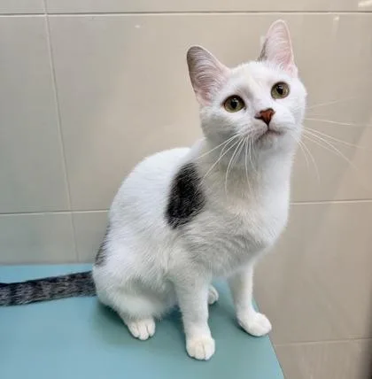 Cutie Cat thumbnail 3