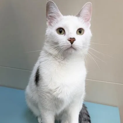 Cutie Cat thumbnail 4