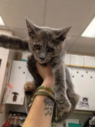 A baby small-sized female Domestic Short Hair cat named Ravenna for adoption in Palm Coast, FL