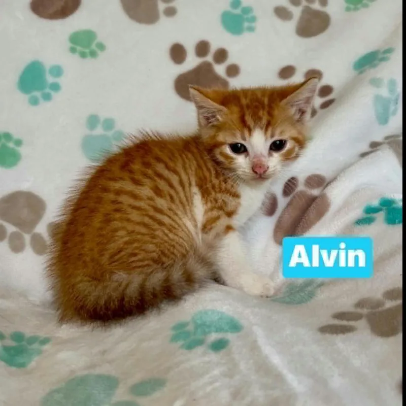 Alvin