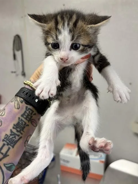 A baby small-sized male Domestic Medium Hair cat named A for adoption in San Bernardino, CA