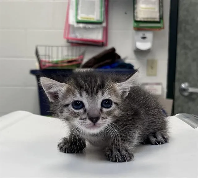 A baby small-sized male Domestic Short Hair cat named Trident for adoption in Corpus Christi, TX
