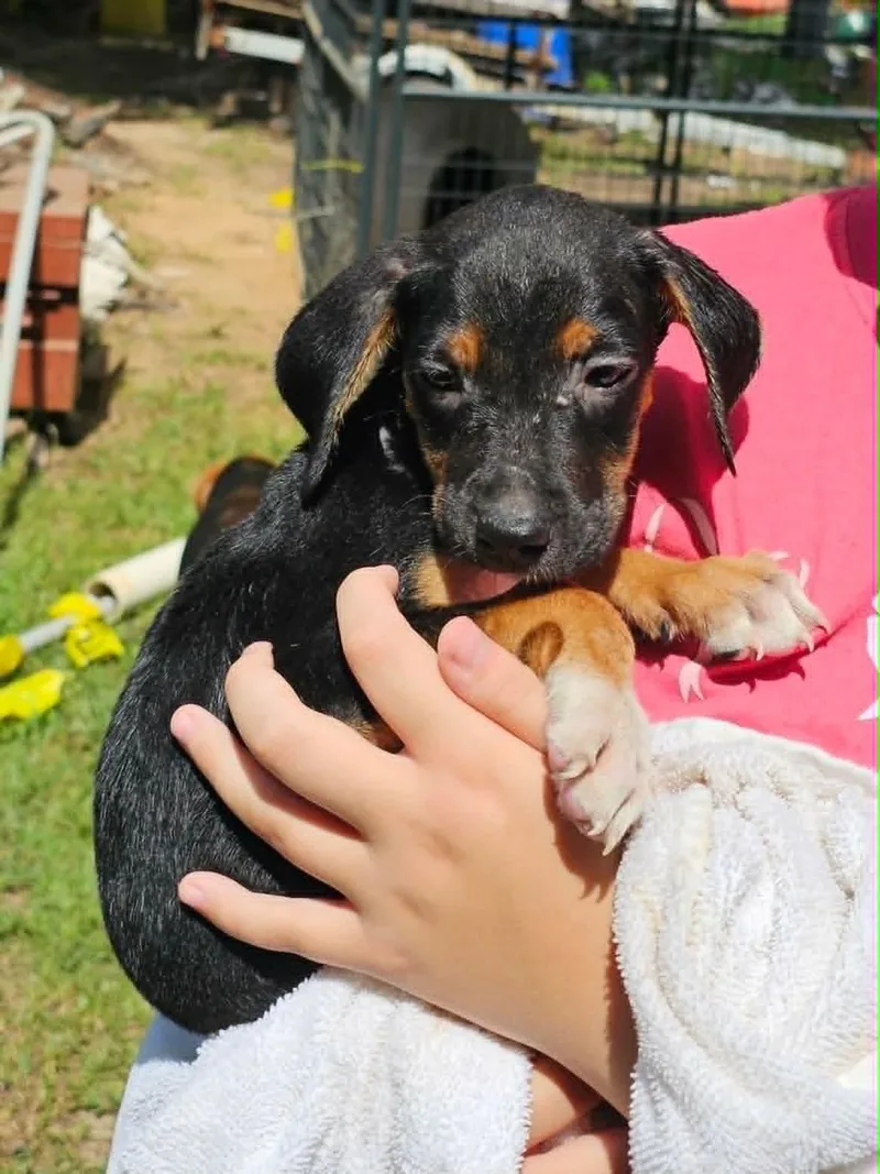 A baby large-sized male Tricolor (Brown, Black, & White) Treeing Walker Coonhound dog named Pawcasso for adoption in Clinton, WI