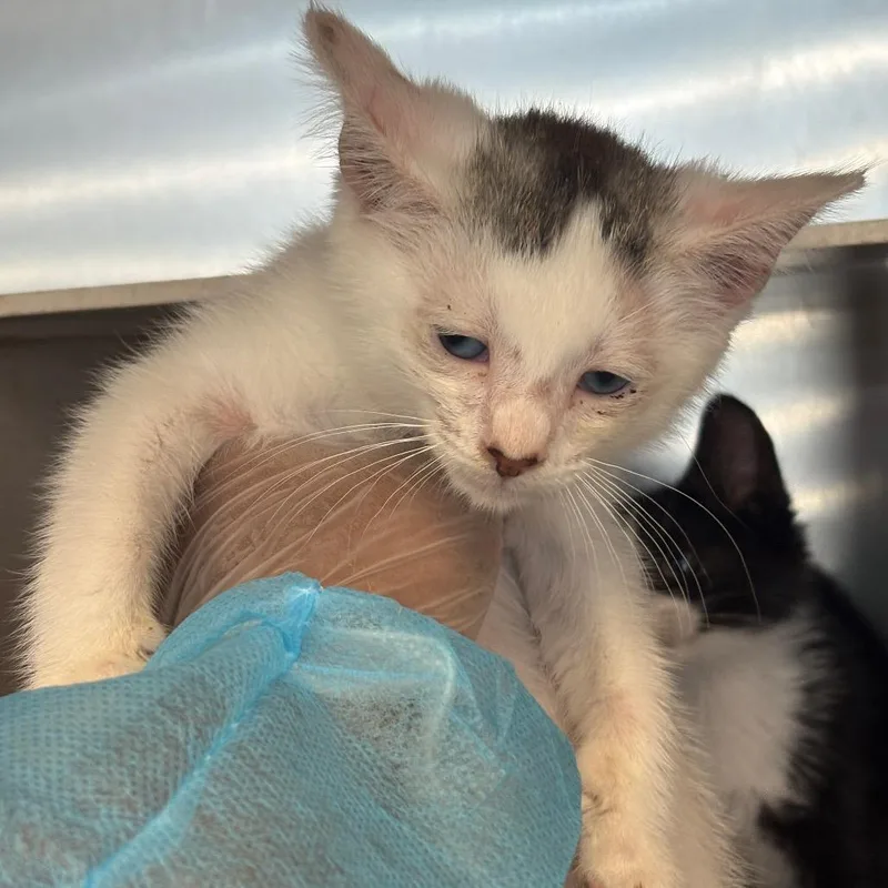 A baby small-sized female White Domestic Short Hair cat named Katie for adoption in Newark, NJ