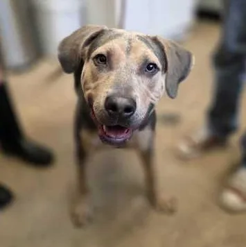 A young medium-sized male Black Mixed Breed dog named Booster for adoption in Fernandina Beach, FL
