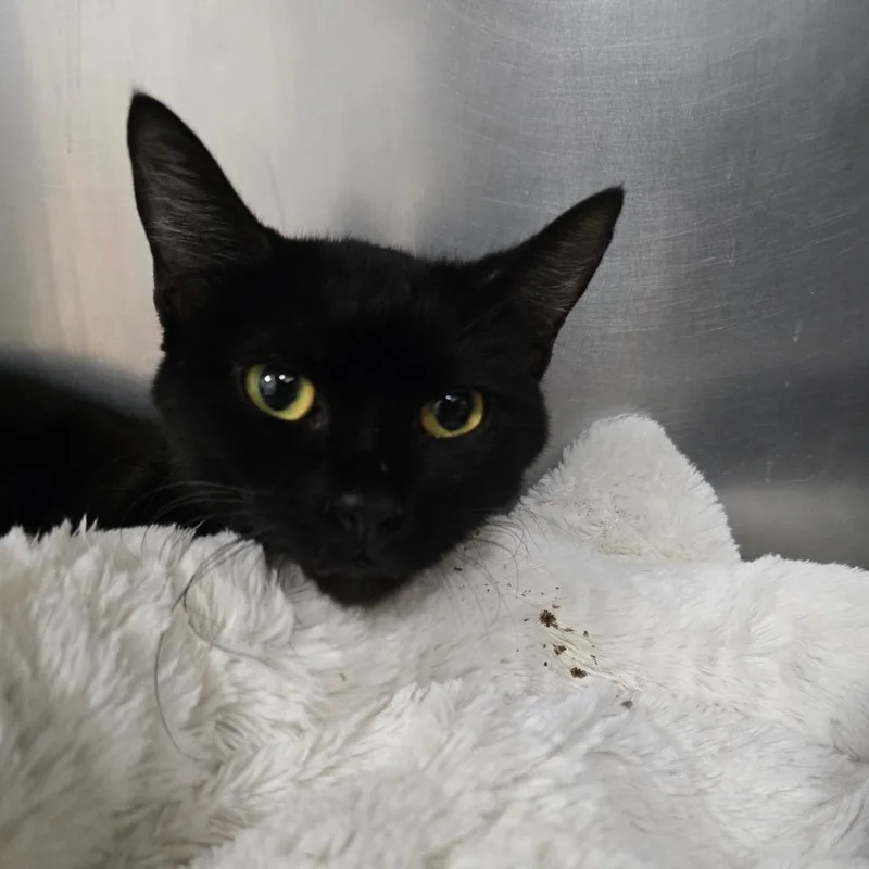 An adult medium-sized female Black Domestic Short Hair cat named Coco for adoption in Perkiomenville, PA