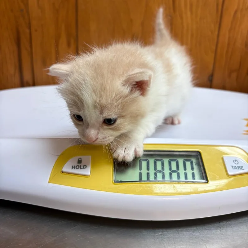 A baby small-sized male Orange / Red American Shorthair cat named Piston for adoption in Greenfield, IN