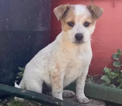 A baby medium-sized female Australian Cattle Dog / Blue Heeler dog named Cattle Dog Puppies for adoption in Culpeper, VA