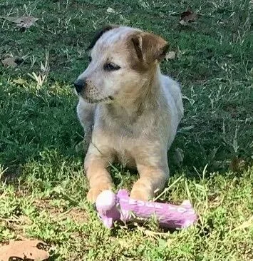 Cattle Dog Puppies thumbnail 2