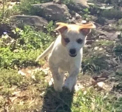 Cattle Dog Puppies thumbnail 3