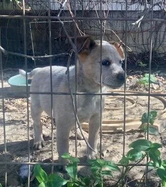 Cattle Dog Puppies thumbnail 4