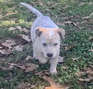 Cattle Dog Puppies thumbnail 5