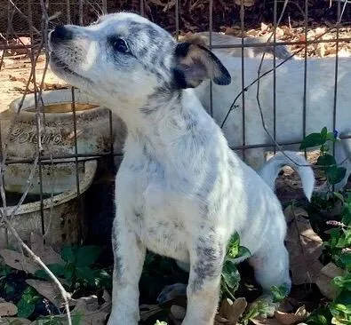 Cattle Dog Puppies thumbnail 6