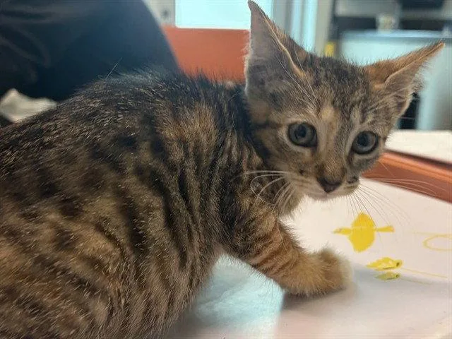A baby small-sized female Brown / Chocolate Domestic Short Hair cat named Lulu for adoption in Tavares, FL